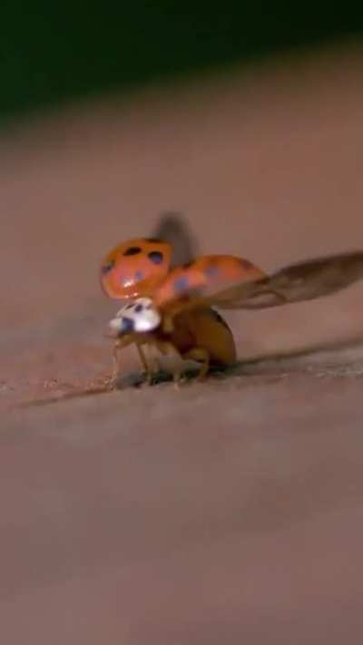 ? lady beetle taking off in slow-mo ?