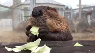 Just a beaver eating cabbage