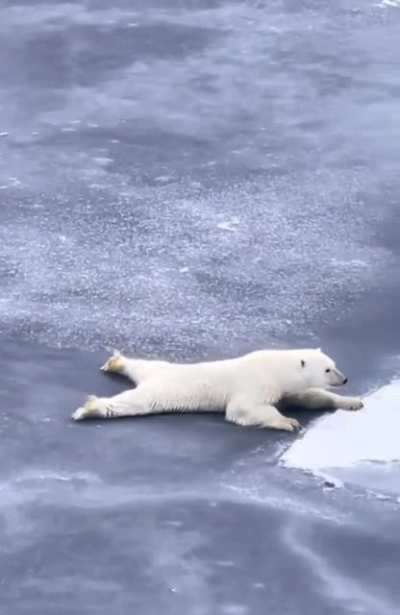 ?? Master Polar Bear Shows You How to Get Across Thin Ice