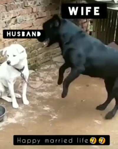 Nag Nag Nag!