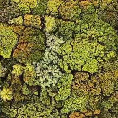 ? A forest from the sky