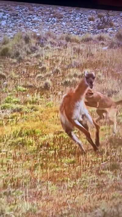 ? The fight for survival in predator and prey.