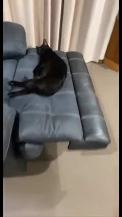 Things can escalate so quickly with cats
