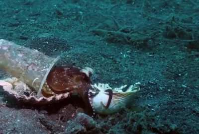 ? Diver convince octopus to trade his plastic cup for a seashell ?