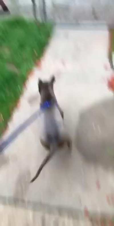 Getting the homies to help you train your dog
