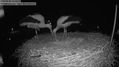 ? Stork couple celebrates their first egg