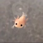 ? Baby axolotl swimming ?