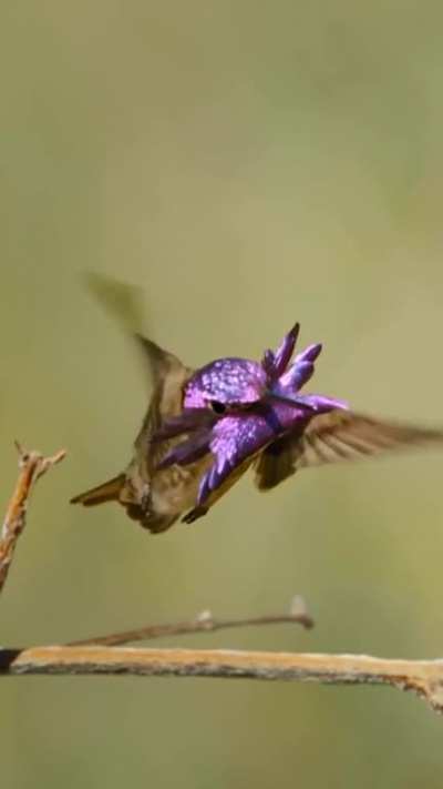 ? Male Costa’s hummingbird sky-dances for a female and shows off his extraordinary plumage