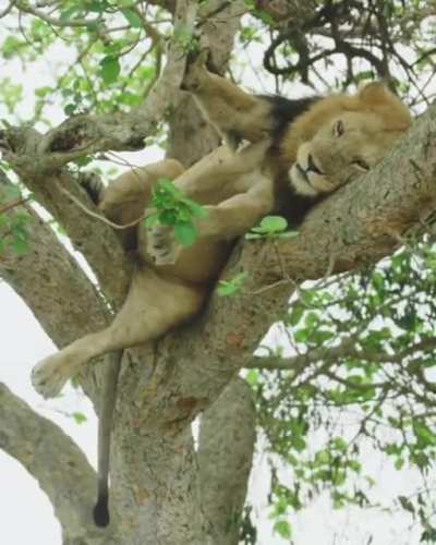 ? This lion has reached peak chill