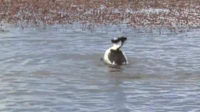 ? Hooded grebe.