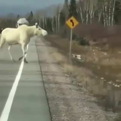 ? Two rare albino moose crossing the road