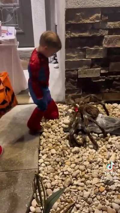 Spider Ran
