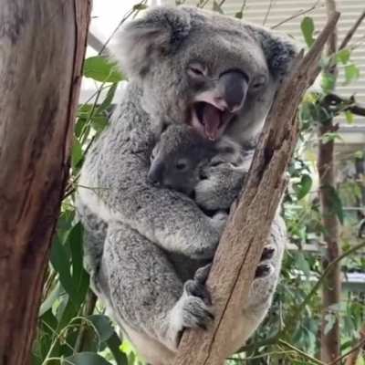 ? Mother Koala and baby