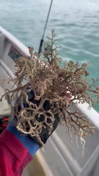 ?A Basket Star, in the wild they may live up to 35 years.