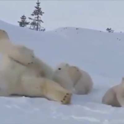 ? Mama and baby bear ?