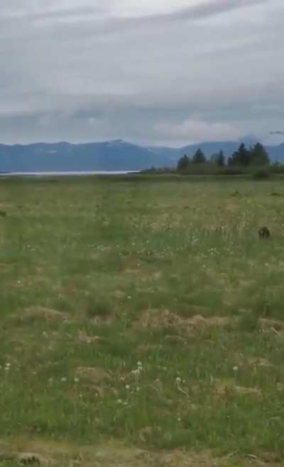 ? A grizzly bear chasing a baby moose gets seen off by its mother