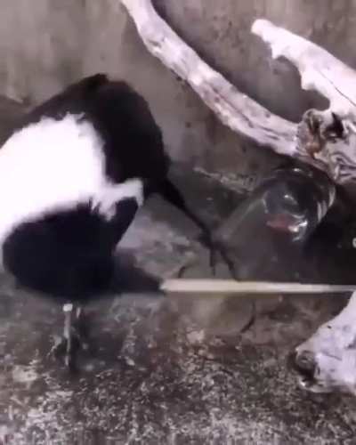 ? The crow is a clever bird.