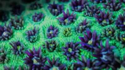 ? This Coral Reef ?