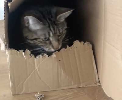 Ludo eats boxes. It's kind of his thing