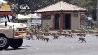 Hoards of starving monkeys storm Lopburi in central Thailand after the tourists who usually feed them fled due to Coronavirus