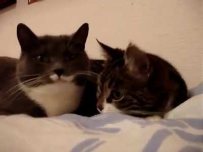 The two talking cats