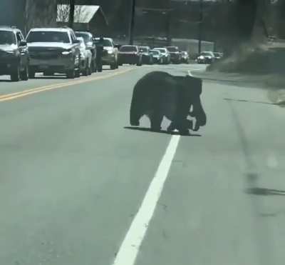 Why did the bear cross the road? ?