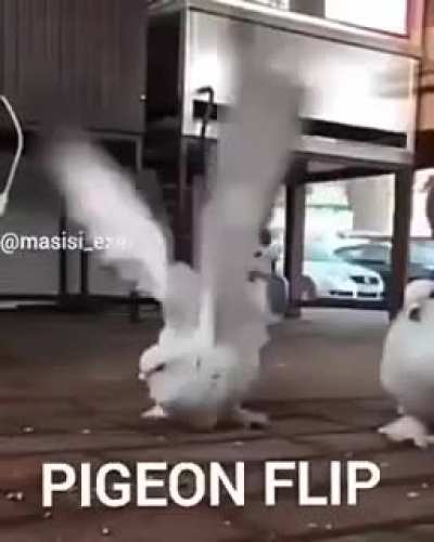 Pigeon Flip Pigeon Flip