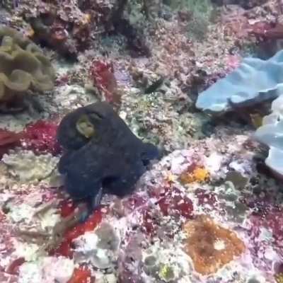? This octopus that has the ability to camouflage to escape being annoyed