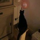 Curiosity killed the cat