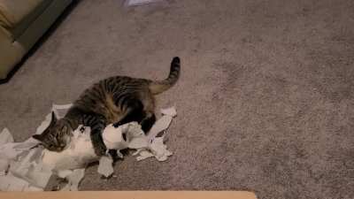 How many kicks does it take to get to the cardboard center of the towel roll? Piper will find out!