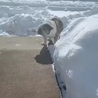 Oh, the sidewalk is shoveled?