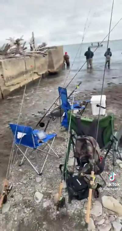To find the trout...