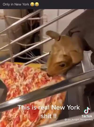 Rats in NYC