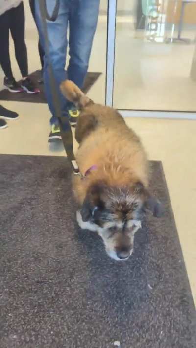 Humboldt's last day at the shelter ? This sweet senior gentleman found himself a forever home ?