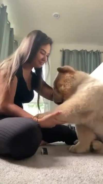 This is no dog. He’s a life size teddy bear ??