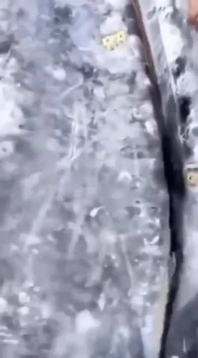 petting a whale