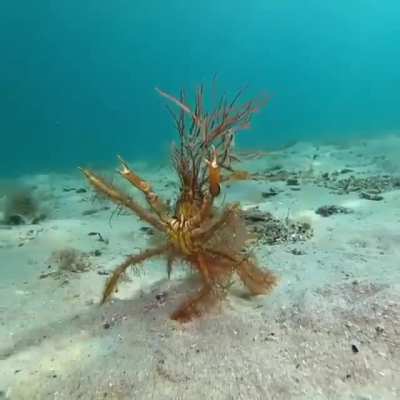 ? A decorator crab doing their best to look intimidating
