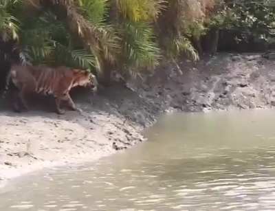 ?The Leaping Ability Of A Tiger