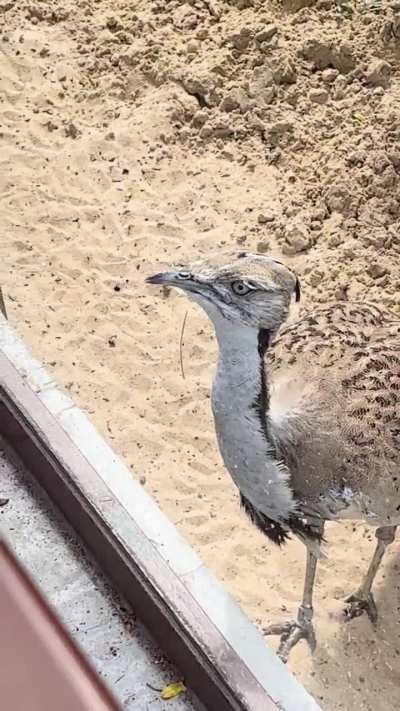 To Eat a Bug