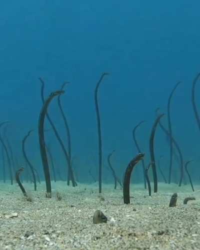 ? A colony of Garden Eels, one of the smallest species of eels.