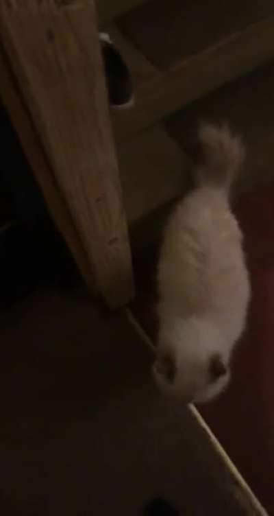 My 21 year old geriatric ass cat screams in the stairwell because it echoes even louder there. ???