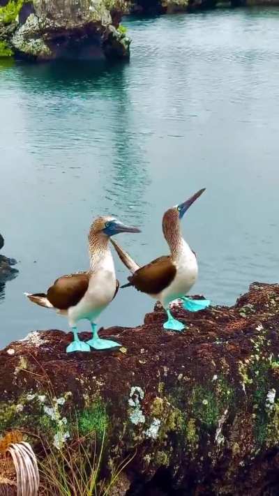 ? Blue-footed Booby.