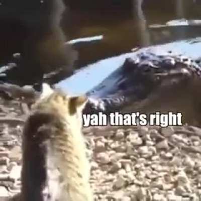 Cats being cats?