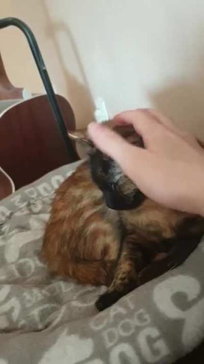 Kitty activated