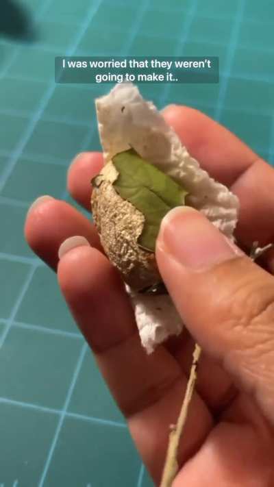 Mother of Moths