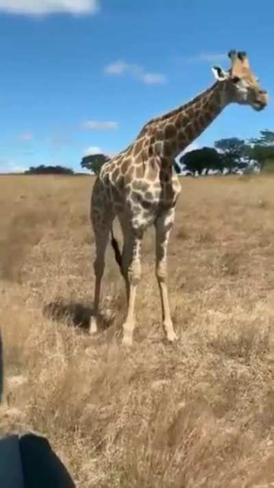 ? This is how Giraffes eat grass.