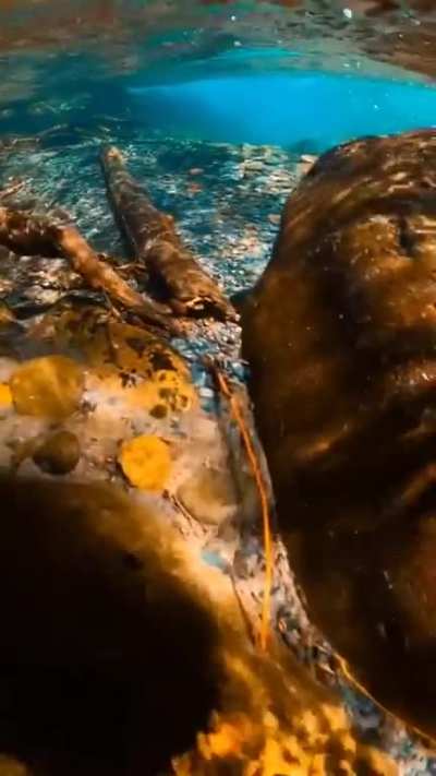 ? Clear waters of an Alaskan stream.
