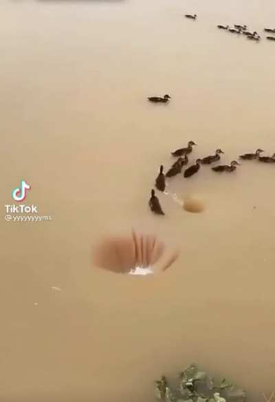 Woosh