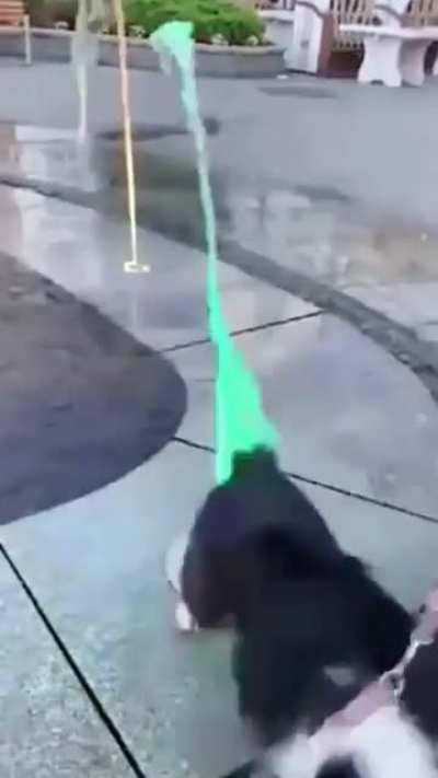 poor doggo.