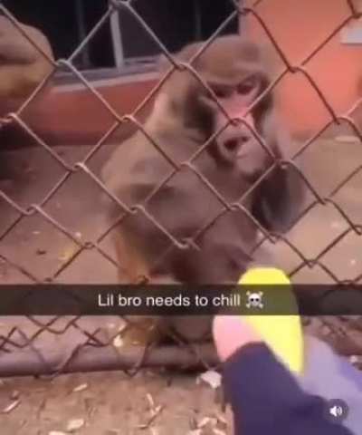 Monkey ?